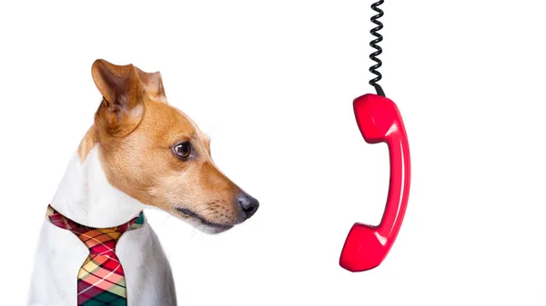 Office Zakenman Poedel Hond Als Baas Chef Kok Drukke Burnout — Stockfoto