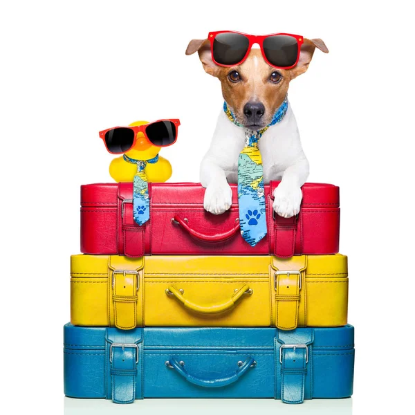 Cão Viajando Com Pato Plástico Amarelo Cima Pilha Bagagem — Fotografia de Stock