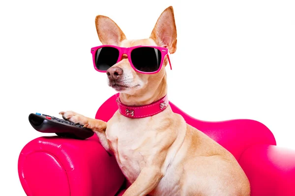 Chihuahua Kutya Néz Vagy Egy Film Egy Piros Kanapé Vagy — Stock Fotó