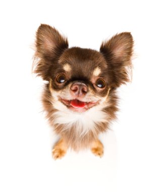 bekleyen ve sahip oynamak ve beyaz arka plan üzerinde izole bir yürüyüşe gitmek için ararken chihuahua köpek