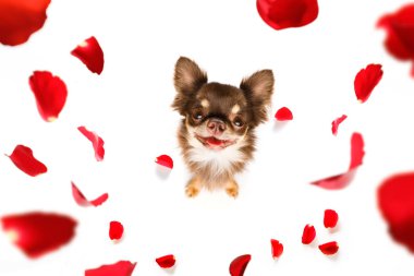 köpek mutlu sevgililer günü geniş açılı çekimlerde ararken gül çiçek ve yaprakları ile aşık