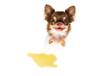 işemek ya da evde işemek için beyaz zemin üzerine izole onun sahibi tarafından cezalandırılıyor chihuahua köpek