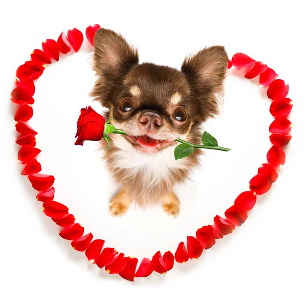 Cão Apaixonado Por Feliz Dia Dos Namorados Com Pétalas Rosa — Fotografia de Stock