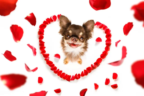 Hond Liefde Voor Happy Valentines Day Met Bloemblaadjes Roze Bloem — Stockfoto