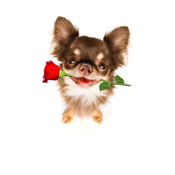 Cane Innamorato Felice Giorno San Valentino Con Petali Fiori Rosa — Foto Stock