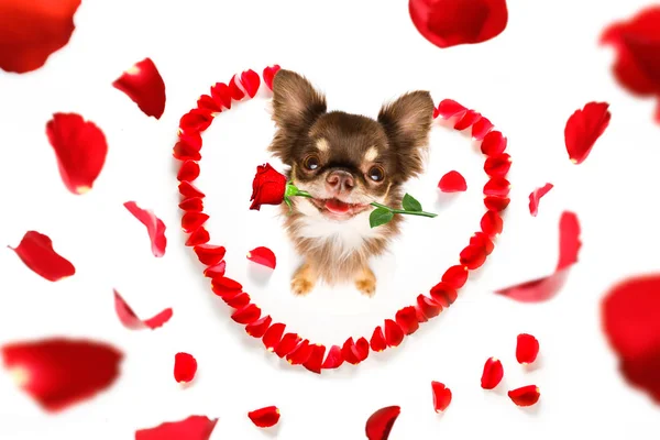 幸せなバレンタインデーの花びらとバラの花 ワイド アングルで見上げる恋犬 — ストック写真