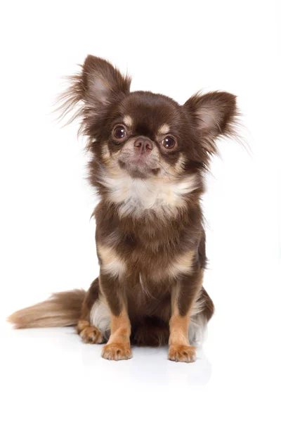 Chihuahua Собака Ждет Глядя Вверх Владельца Играть Идти Прогулку Изолированные — стоковое фото
