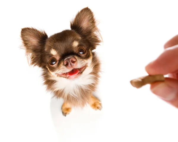 Pierwsze Pliki Cookie Leczeniu Dobre Zachowanie Białym Tle Pies Chihuahua — Zdjęcie stockowe