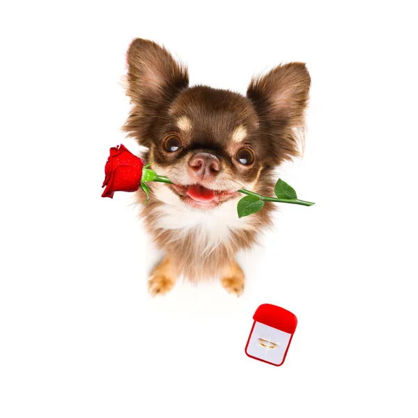 Verliebter Pudelhund Heiratsantrag Bräutigam Mit Verlobungsring — Stockfoto