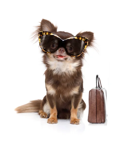 Office Arbetstagare Affärsman Chihuahua Boss Och Kock Med Väska Eller — Stockfoto