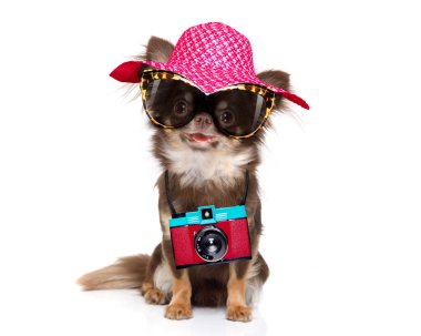 chihuahua dog looking so cool with fancy sunglasses  and photo camera ready for summer vacation clipart