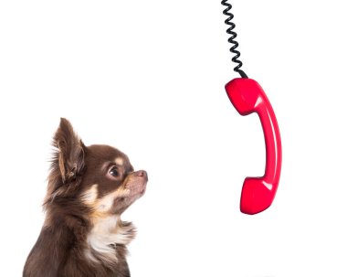 Office işadamı chihuahua köpek gibi patron ve aşçı, meşgul ve tükenmişlik, iş yerinde, baskı hissediyor aşağı asılı telefon