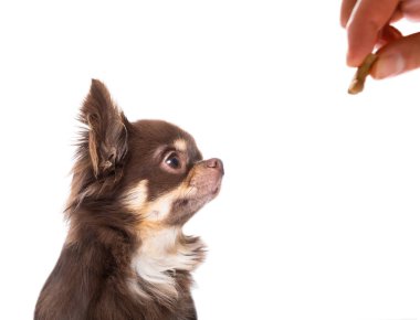 Beyaz arka plan üzerinde izole iyi halden bir tedavi bir çerez almak chihuahua köpek