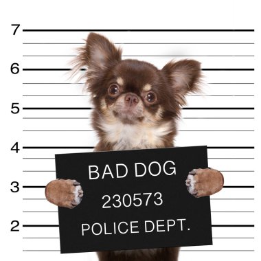 Komik şirin chihuahua köpek bir afişini tutarken bir mugshot alınır