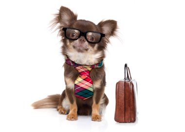 Office çalışan işadamı chihuahua patron ve aşçı, bavul ve çanta ile kravat, beyaz arka plan üzerinde izole bir sekreter olarak