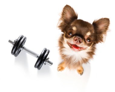 Chihuahua köpek kilolu ve bir dumbbell ile beyaz arka plan üzerinde loose ağırlık için vicdan ile