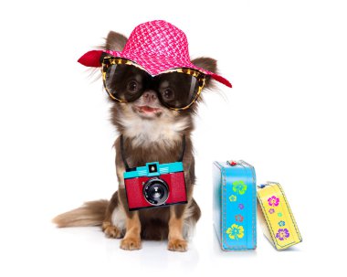 Chihuahua köpek arıyorum çok süslü güneş gözlüğü ile serin ve kamera için yaz tatili, Bagaj ile beyaz arka plan üzerinde izole hazır fotoğraf