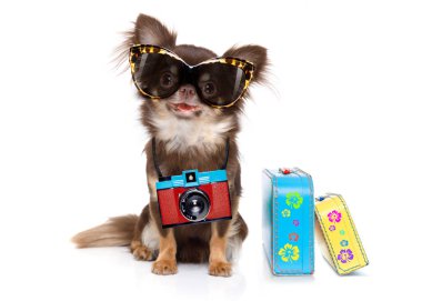 Chihuahua köpek arıyorum çok süslü güneş gözlüğü ile serin ve kamera için yaz tatili, Bagaj ile beyaz arka plan üzerinde izole hazır fotoğraf
