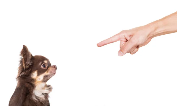 Chihuahua Cão Sendo Punido Por Causa Mau Comportamento Seu Proprietário — Fotografia de Stock