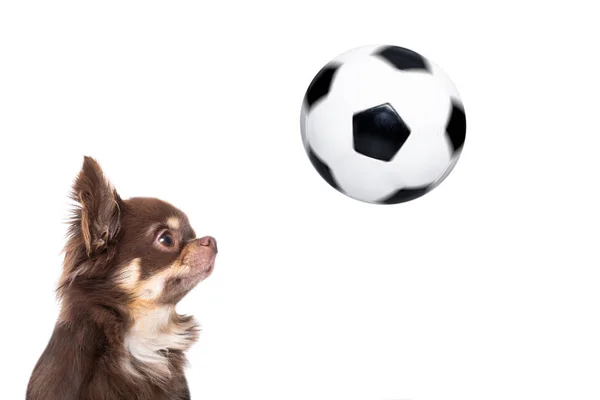 Voetbal Chihuahua Hond Spelen Met Voetbal Geïsoleerd Witte Achtergrond — Stockfoto