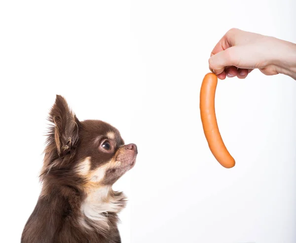 Cane Chihuahua Ottenere Una Salsiccia Come Trattamento Una Buona Condotta — Foto Stock
