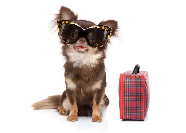 Chihuahua Hunden Semester Med Bagage Redo För Sommaren Semester Semester — Stockfoto