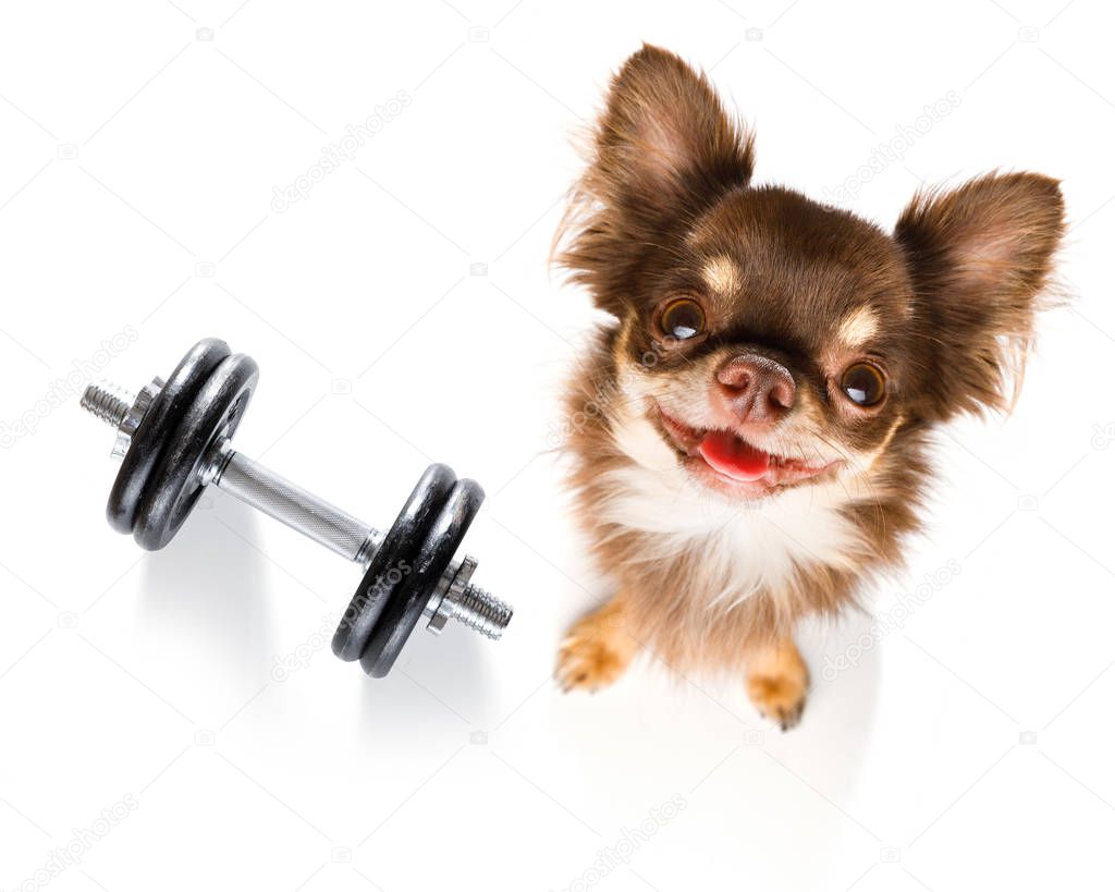 chihuahua dog with guilty conscience  for overweight, and to loose weight ,  on white background with  a dumbbell