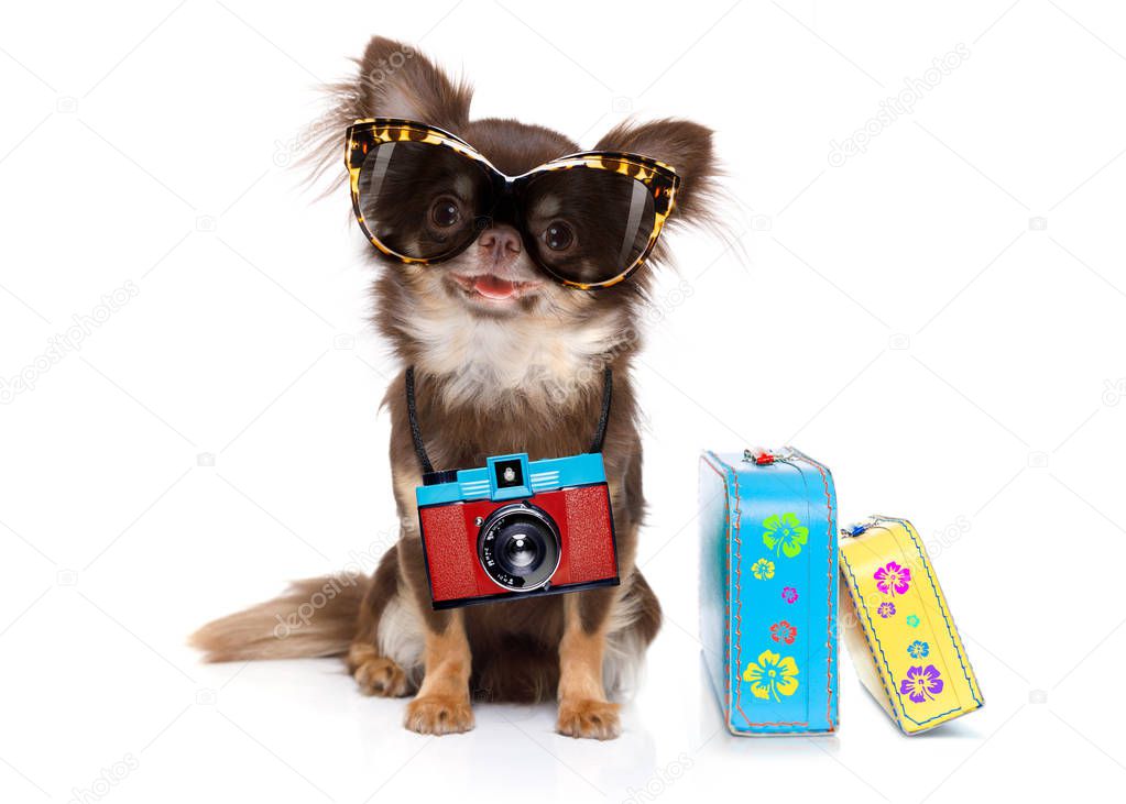 chihuahua dog looking so cool with fancy sunglasses  and photo camera ready for summer vacation, isolated on white background with luggage