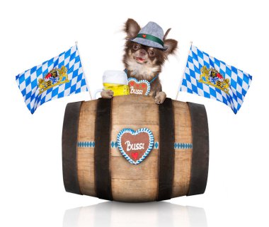 Beyaz arka planda, Münih'te bira kutlama Festivali için hazır izole sahibi ile Bavyera chihuahua köpek