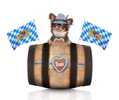 Beyaz arka planda, Münih'te bira kutlama Festivali için hazır izole sahibi ile Bavyera chihuahua köpek