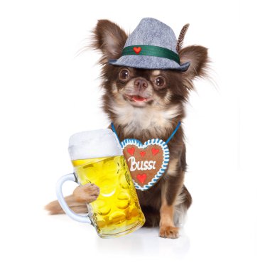Beyaz arka planda, sahibi ile Münih, bira kutlama Festivali için hazır izole sahibi ile Bavyera chihuahua köpek