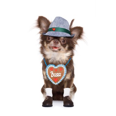 Beyaz arka planda, Münih'te bira kutlama Festivali için hazır izole sahibi ile Bavyera chihuahua köpek