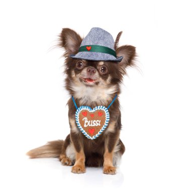 Beyaz arka planda, Münih'te bira kutlama Festivali için hazır izole sahibi ile Bavyera chihuahua köpek