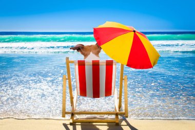 köpek dinlenme ve yaz tatil tatil günlerinde beach okyanus sahilinde şemsiyesi altında bir hamak ya da plaj sandalye üzerinde rahatlatıcı