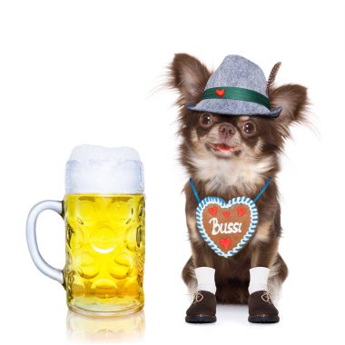 Beyaz arka planda, Münih'te bira kutlama Festivali için hazır izole sahibi ile Bavyera chihuahua köpek