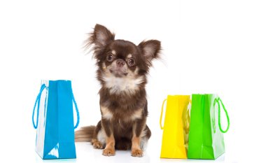 Beyaz arka plan üzerinde izole Alışveriş Merkezi, alışveriş torbasında indirim ve satış için hazır tutan chihuahua köpek