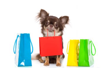 Beyaz arka plan üzerinde izole Alışveriş Merkezi, alışveriş torbasında indirim ve satış için hazır tutan chihuahua köpek