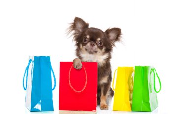 Beyaz arka plan üzerinde izole Alışveriş Merkezi, alışveriş torbasında indirim ve satış için hazır tutan chihuahua köpek