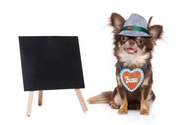 Beyaz arka planda, bira kutlama Festivali Münih tasarlamak veya yan afiş için hazır izole sahibi ile Bavyera chihuahua köpek
