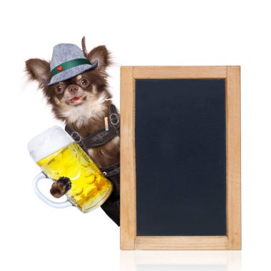 Bavyera dachshund veya sosis köpek gingerbread ve beyaz arka planda, Münih'te bira kutlama Festivali için hazır izole kupa ile