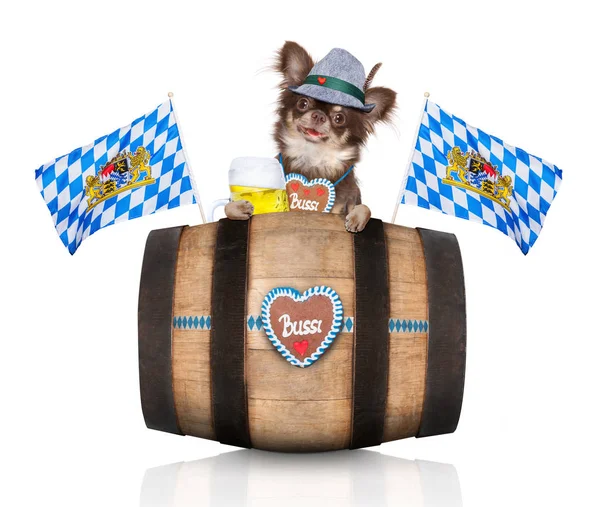 Bajor Chihuahua Kutya Tulajdonos Elszigetelt Fehér Background Készen Áll Müncheni — Stock Fotó