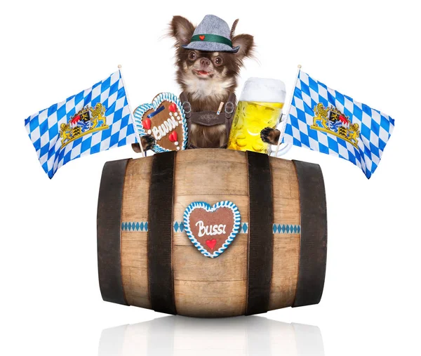 Bavarian Chihuahua Dog Owner Isolated White Background Ready Beer Celebration — Stock Photo, Image