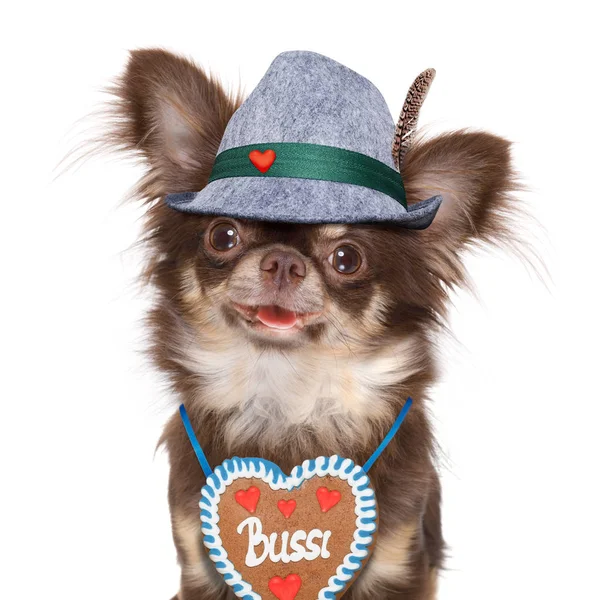 Bavarian Chihuahua Dog Owner Isolated White Background Ready Beer Celebration — Stock Photo, Image