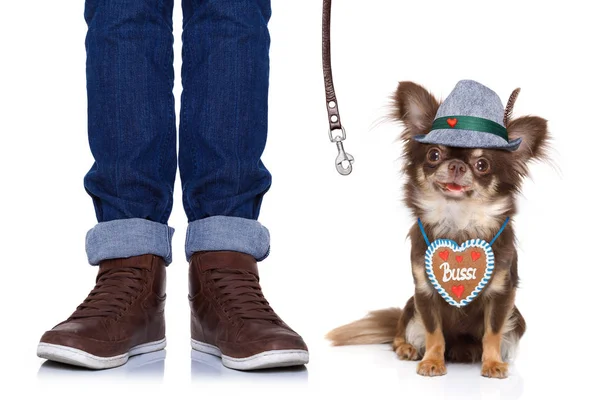 Bayerska Chihuahua Hund Med Ägaren Isolerad Vit Bakgrund Redo För — Stockfoto