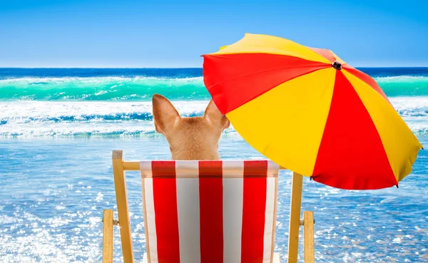 Cão Descansando Relaxando Uma Rede Cadeira Praia Sob Guarda Chuva — Fotografia de Stock