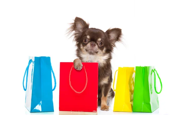 Σκυλί Chihuahua Κρατώντας Μια Σακούλα Ψώνια Έτοιμο Για Έκπτωση Και — Φωτογραφία Αρχείου
