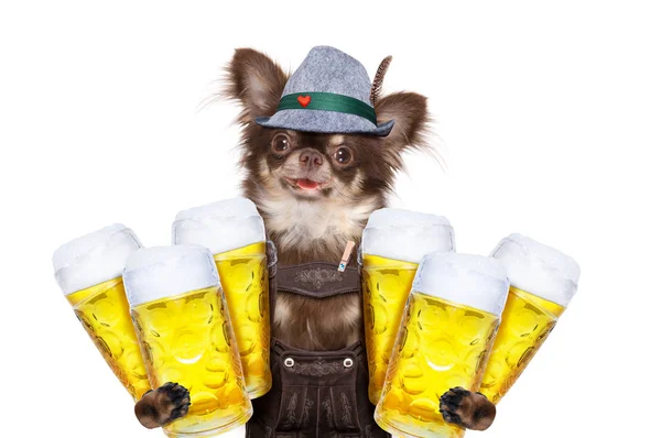 Bavarian Chihuahua Dog Owner Isolated White Background Ready Beer Celebration — Stock Photo, Image