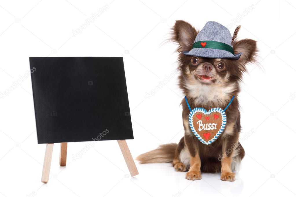 bavarian chihuahua dog with owner  isolated on white background , ready for the beer celebration festival in munich placard or banner to the side