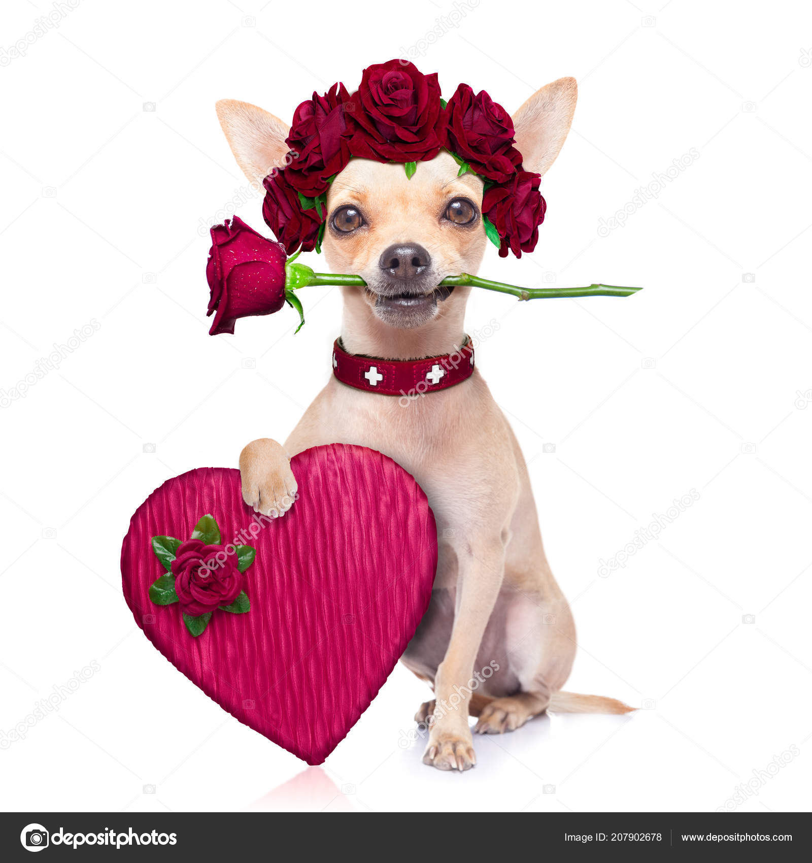 Perro Chihuahua Enamorado Feliz Día San Valentín Con Flor Rosa