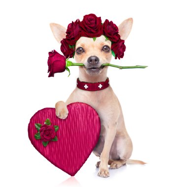 Chihuahua köpek aşık ağzına gül çiçek, beyaz zemin üzerine isaolated ile mutlu sevgililer günü için